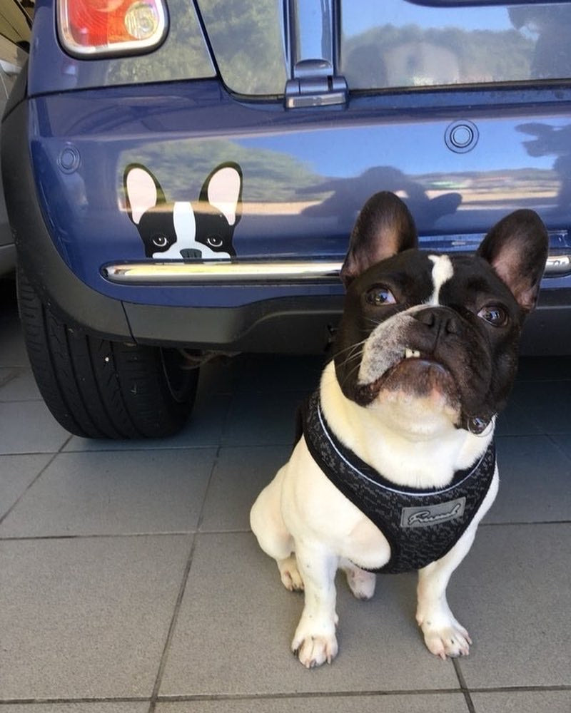 Frenchie Sticker | Frenchiestore | Black Pied French Bulldog Car Decal, Frenchie Dog, French Bulldog pet products