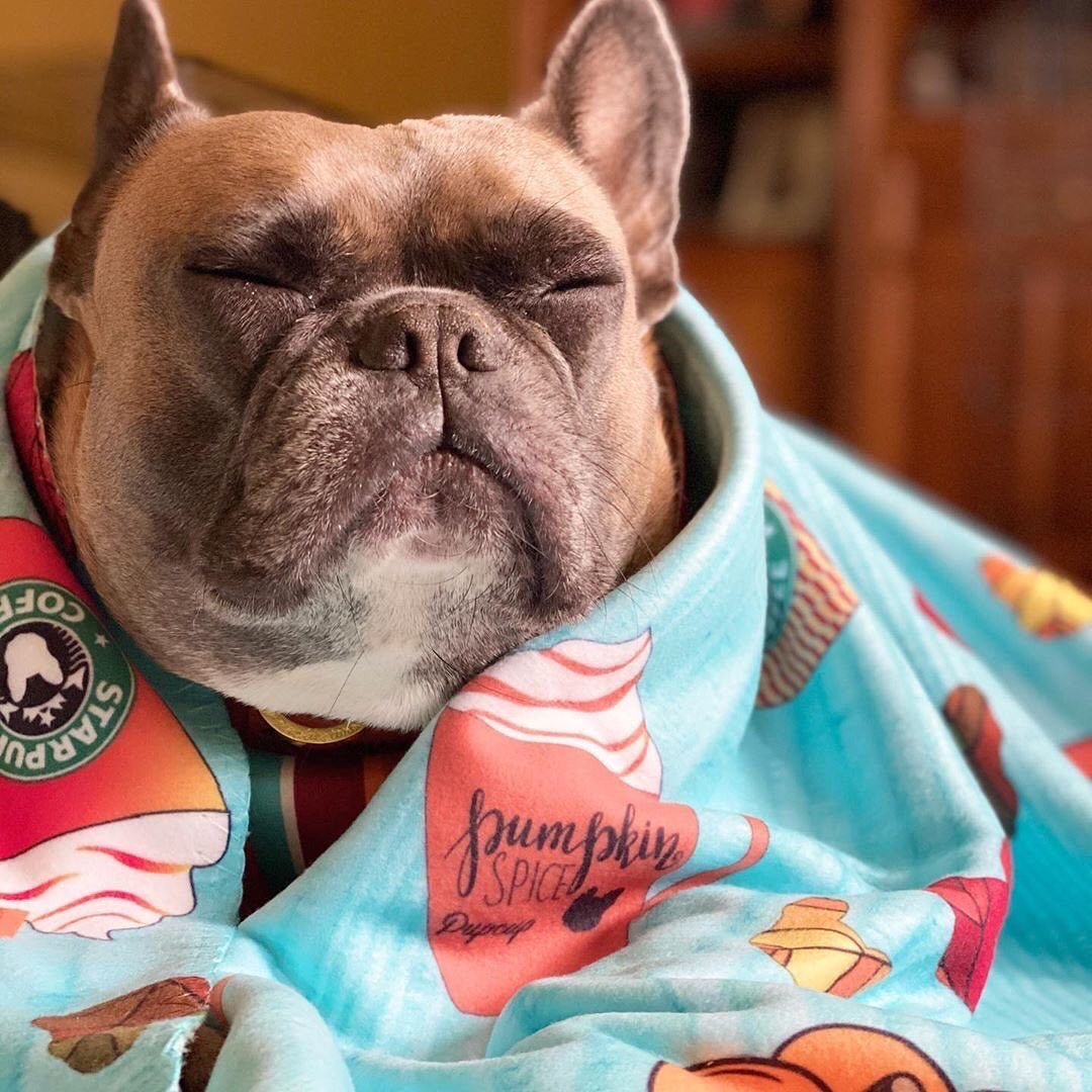 Frenchie Blanket | Frenchiestore | Pumpkin Spice Pupcup, Frenchie Dog, French Bulldog pet products