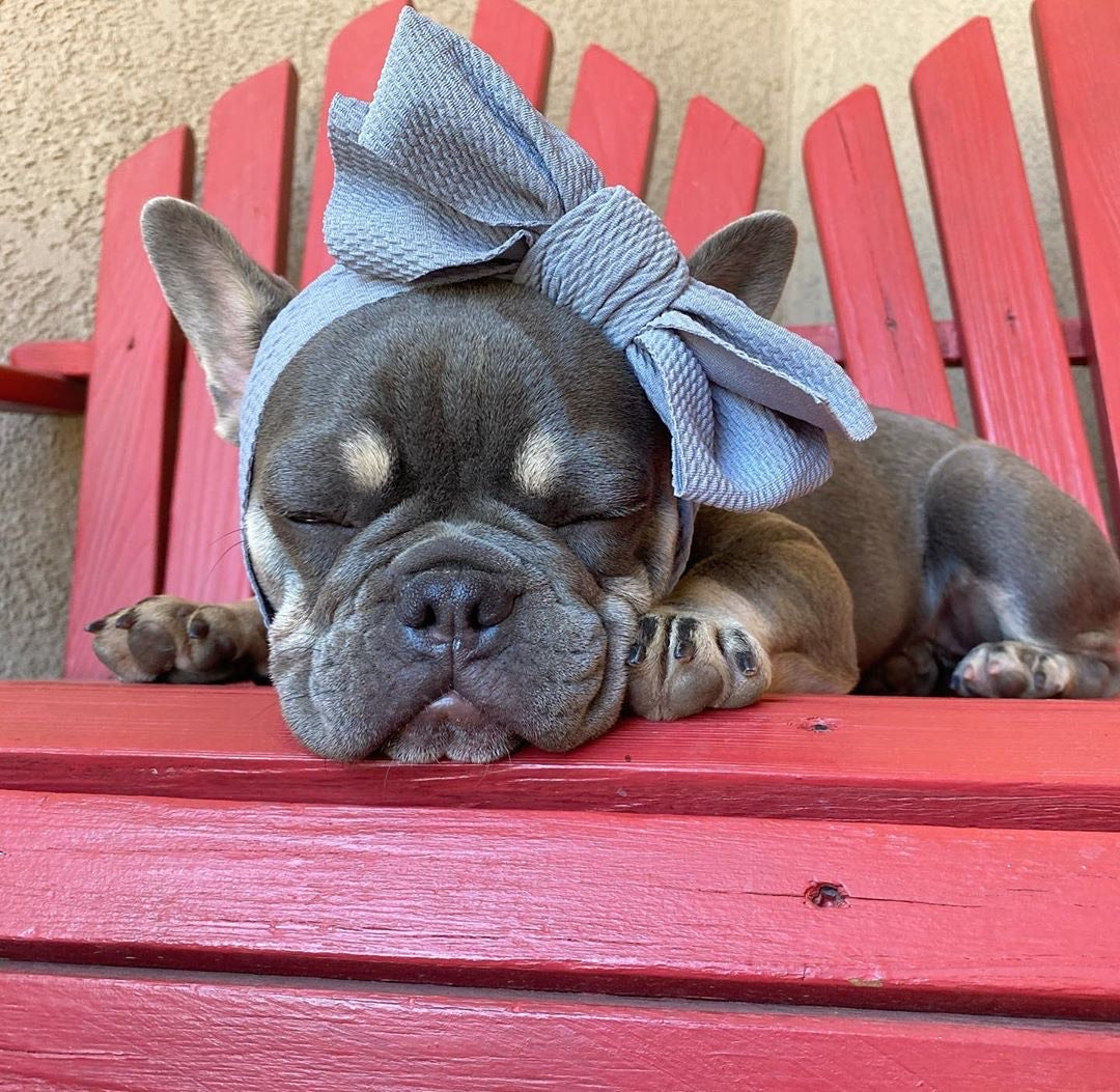 Frenchiestore Pet Head Bow | Silver, Frenchie Dog, French Bulldog pet products