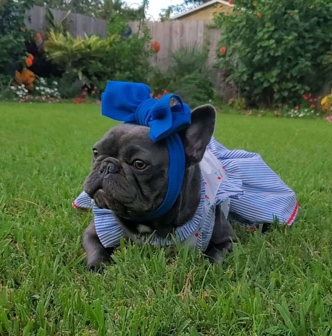 Frenchiestore Pet Head Bow | Blue, Frenchie Dog, French Bulldog pet products