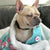 Frenchie Blanket | Frenchiestore | Французский бульдог Любовь, Французская собака, Зоотовары для французского бульдога