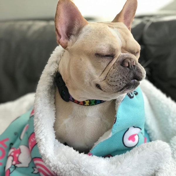 Frenchie 2025 blanket hoodie