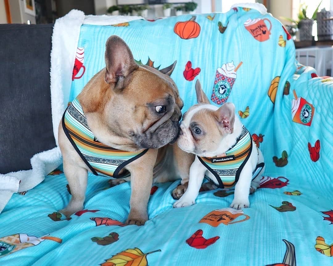 Frenchie Blanket | Frenchiestore | Pumpkin Spice Pupcup, Frenchie Dog, French Bulldog pet products