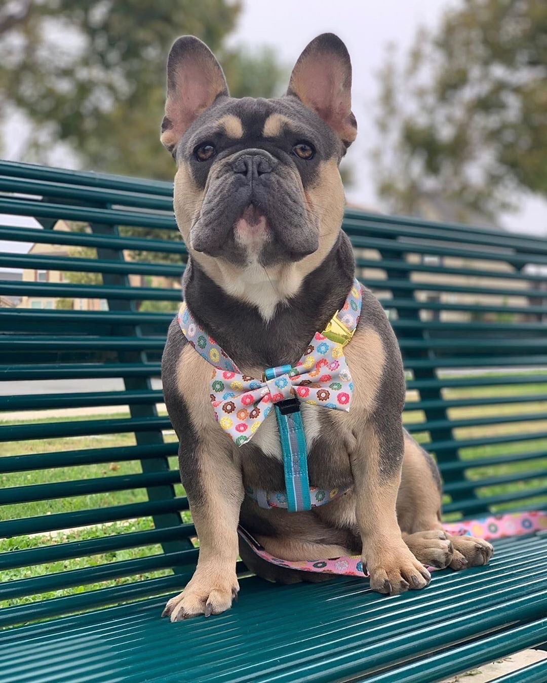 Frenchiestore Adjustable Pet Health Strap Harness | Mint StarPup, Frenchie Dog, French Bulldog pet products