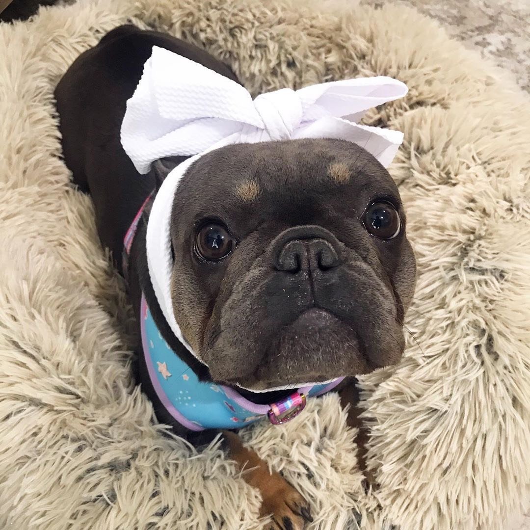 Frenchiestore Pet Head Bow | White, Frenchie Dog, French Bulldog pet products