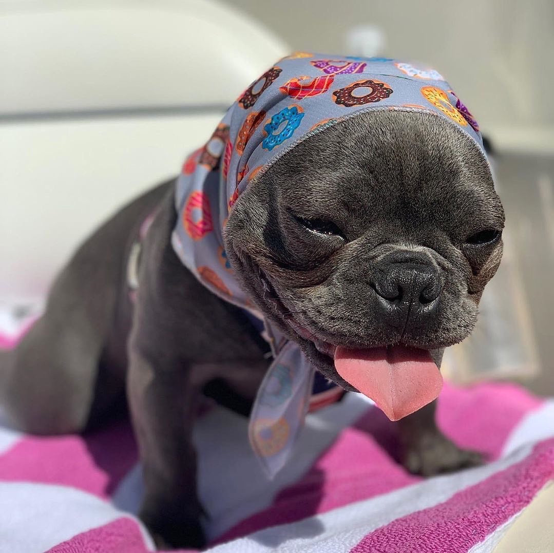 Pet cooling clearance bandana