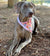 Frenchiestore الكلب تبريد باندانا | Pink StarPup ، Frenchie Dog ، منتجات الحيوانات الأليفة الفرنسية من بلدغ