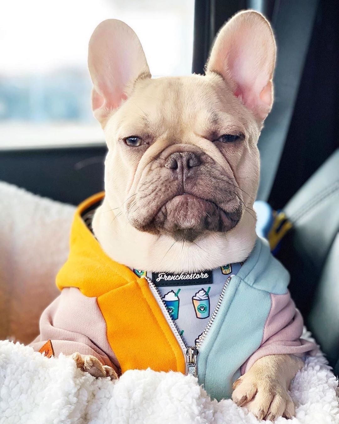 Лысый французский бульдог фото Лысый французский бульдог фото