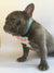 Frenchiestore Breakaway Hundehalsband | Eis, Frenchie Dog, French Bulldog Haustierprodukte