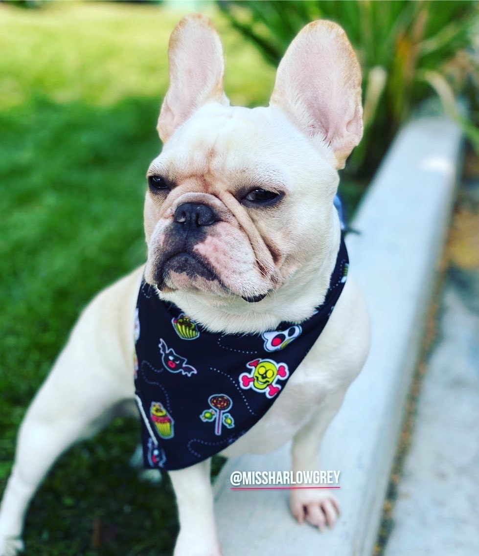 Frenchiestore Dog Cooling Bandana | Sweet Ghost, Frenchie Dog, French Bulldog pet products