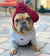 Frenchiestore Pet Head Bow | Maroon, Frenchie Dog, prodotti per animali domestici Bulldog francese