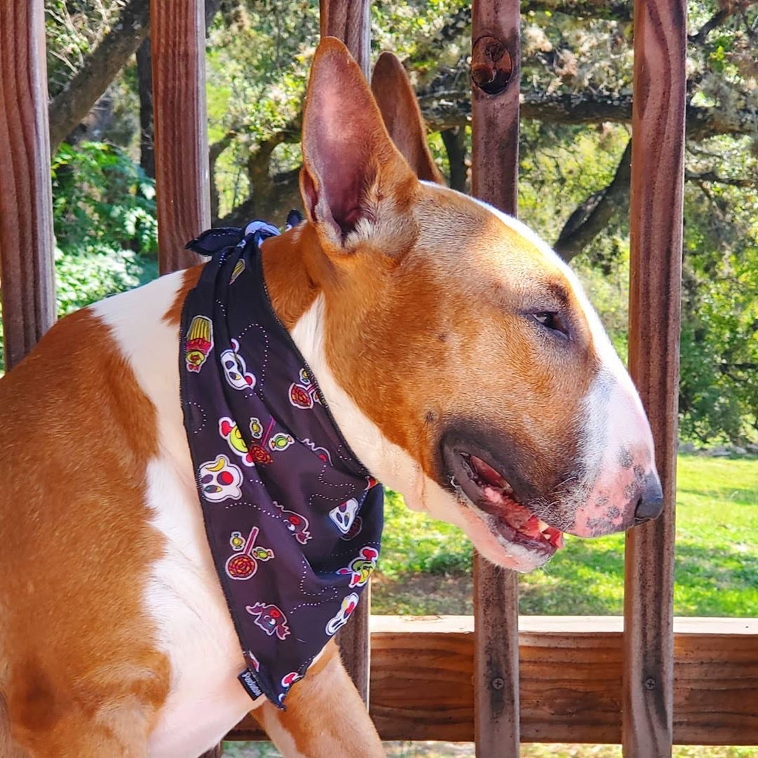 Frenchie cooling bandana best sale