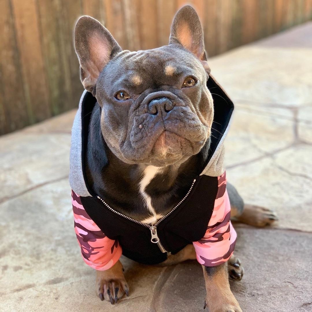 Sweat à Capuche Bouledogue Français Mama Frenchie - Hoodie Ultra Confortable Pour Amoureux Des Chiens