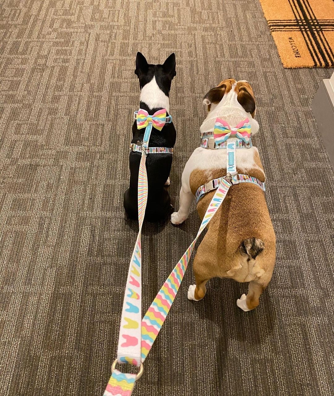 Frenchiestore Multiple Configurations Health Leash | Ice Cream, Frenchie Dog, French Bulldog pet products