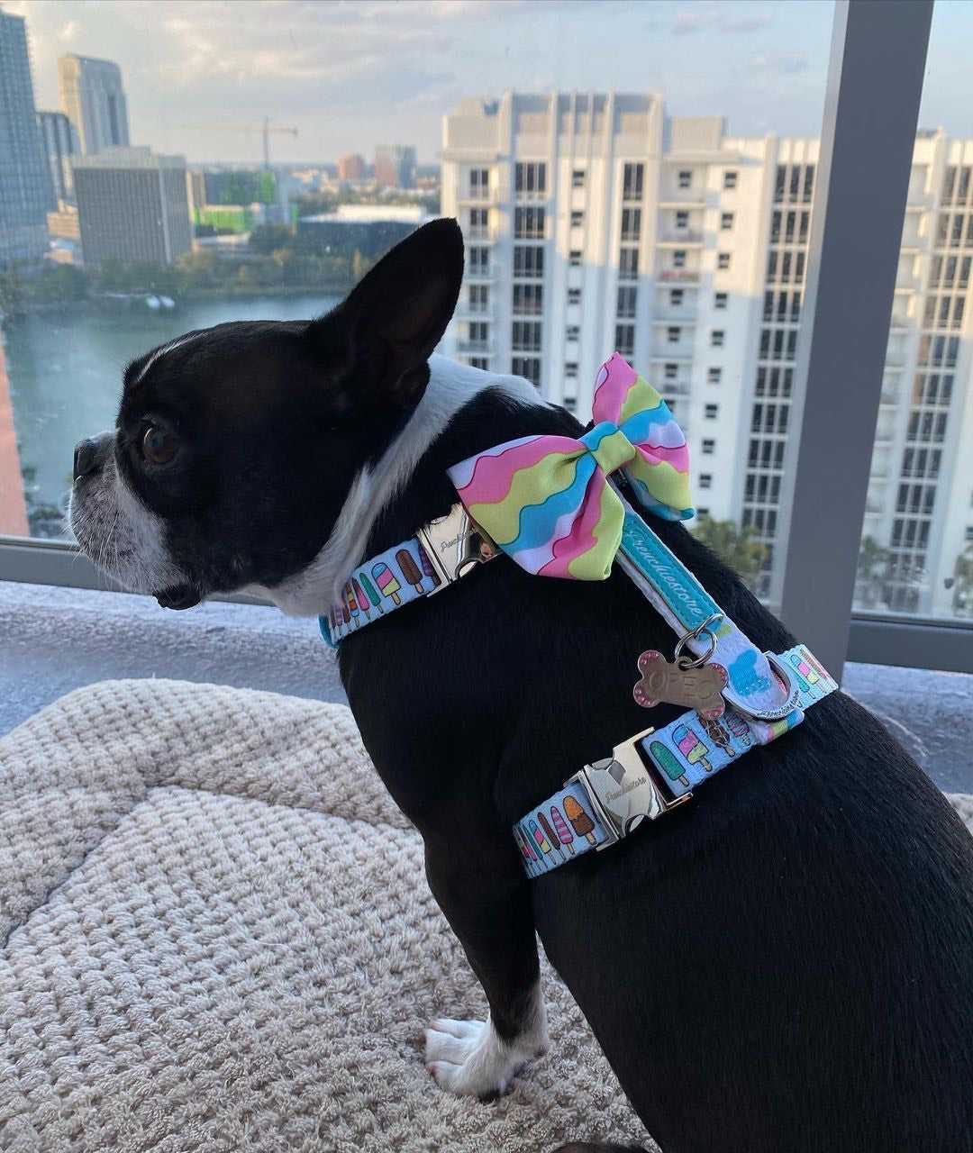 Frenchiestore Adjustable Pet Health Strap Harness | Ice Cream, Frenchie Dog, French Bulldog pet products