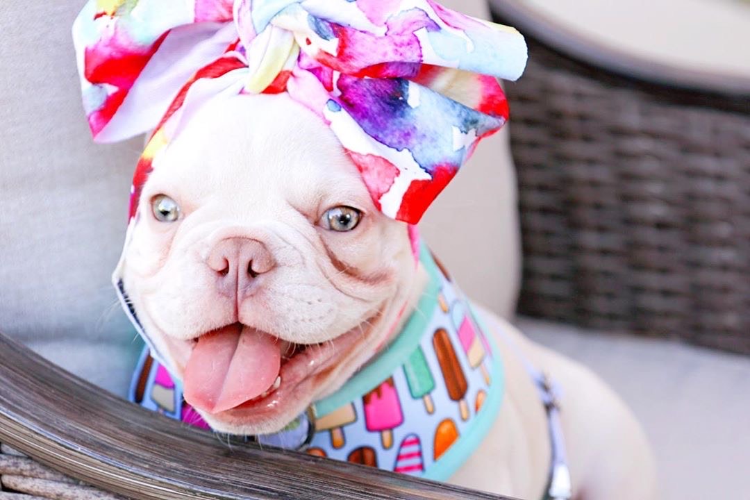 Frenchiestore Pet Head Bow | Color Splash, Frenchie Dog, French Bulldog pet products