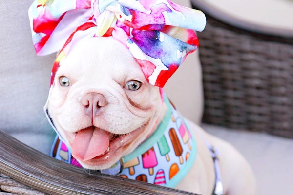 Frenchiestore Pet Head Bow | Color Splash