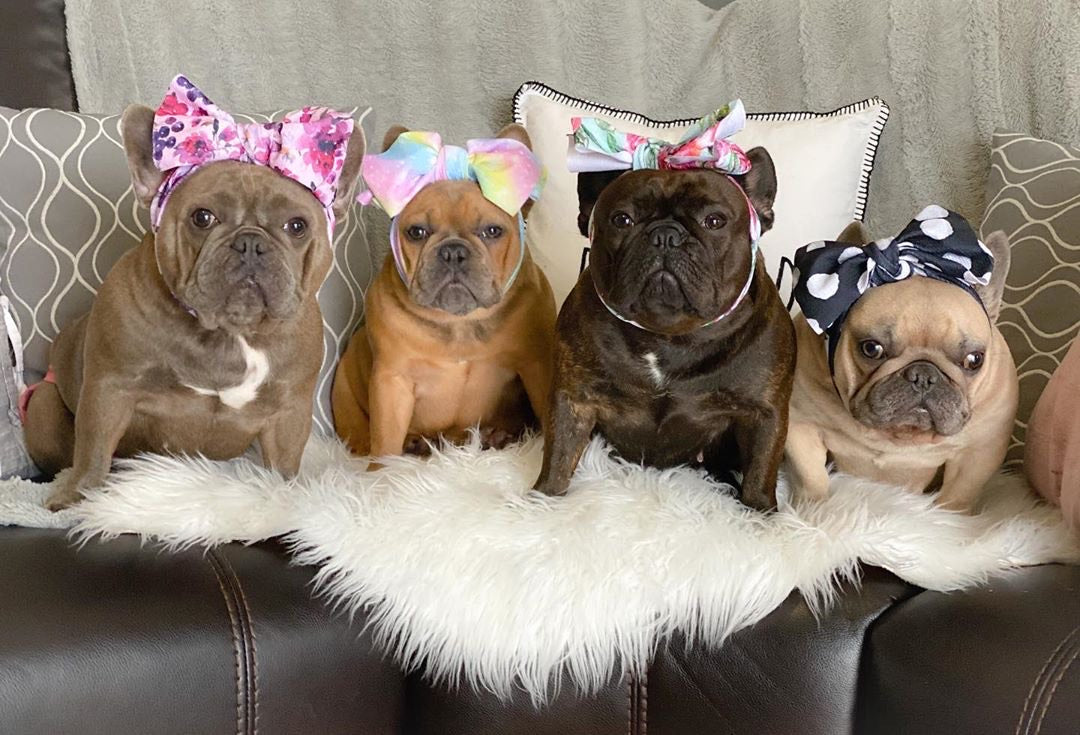 Frenchiestore Pet Head Bow | Polka Dots, Frenchie Dog, French Bulldog pet products