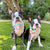 كلب Frenchiestore ربطة عنق | آيس كريم ، فرينشي دوج ، منتجات البلدغ الفرنسية للحيوانات الأليفة