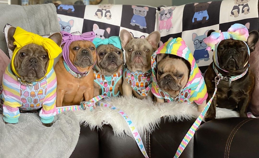 Frenchie Blanket | Preppy French Bulldogs on Black &amp; White, Frenchie Dog, French Bulldog pet products