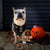 Frenchiestore الكلب تبريد باندانا | Sweet Ghost ، Frenchie Dog ، منتجات البلدغ الفرنسية للحيوانات الأليفة