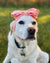 Frenchiestore Лук для головы домашних животных | Светлый персик, Французская собака, зоотовары для французского бульдога
