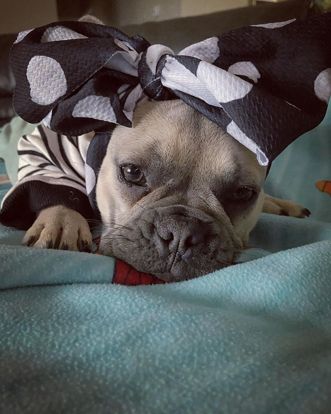 Frenchiestore Pet Head Bow | Polka Dots, Frenchie Dog, French Bulldog pet products