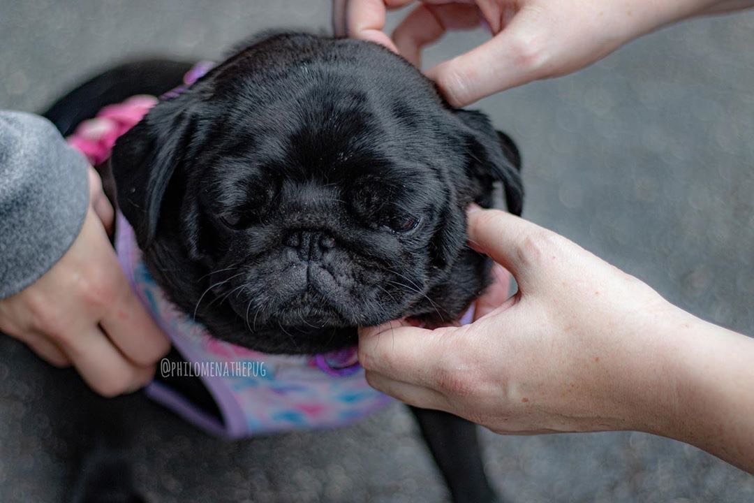 Frenchiestore Reversible Dog Health Harness | Mermazing, Frenchie Dog, French Bulldog pet products