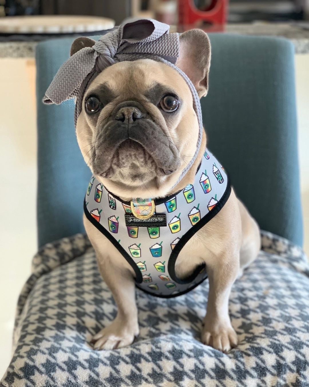 Frenchiestore Pet Head Bow | Silver, Frenchie Dog, French Bulldog pet products