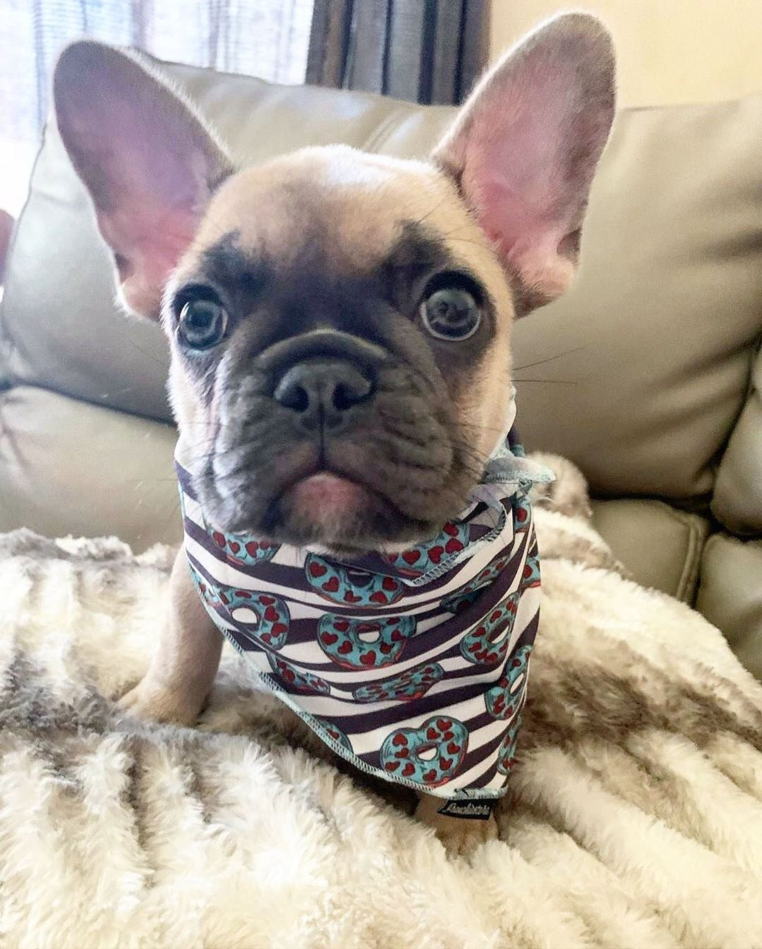 Frenchiestore Dog Cooling Bandana |  Frenchie Love in Teal, Frenchie Dog, French Bulldog pet products