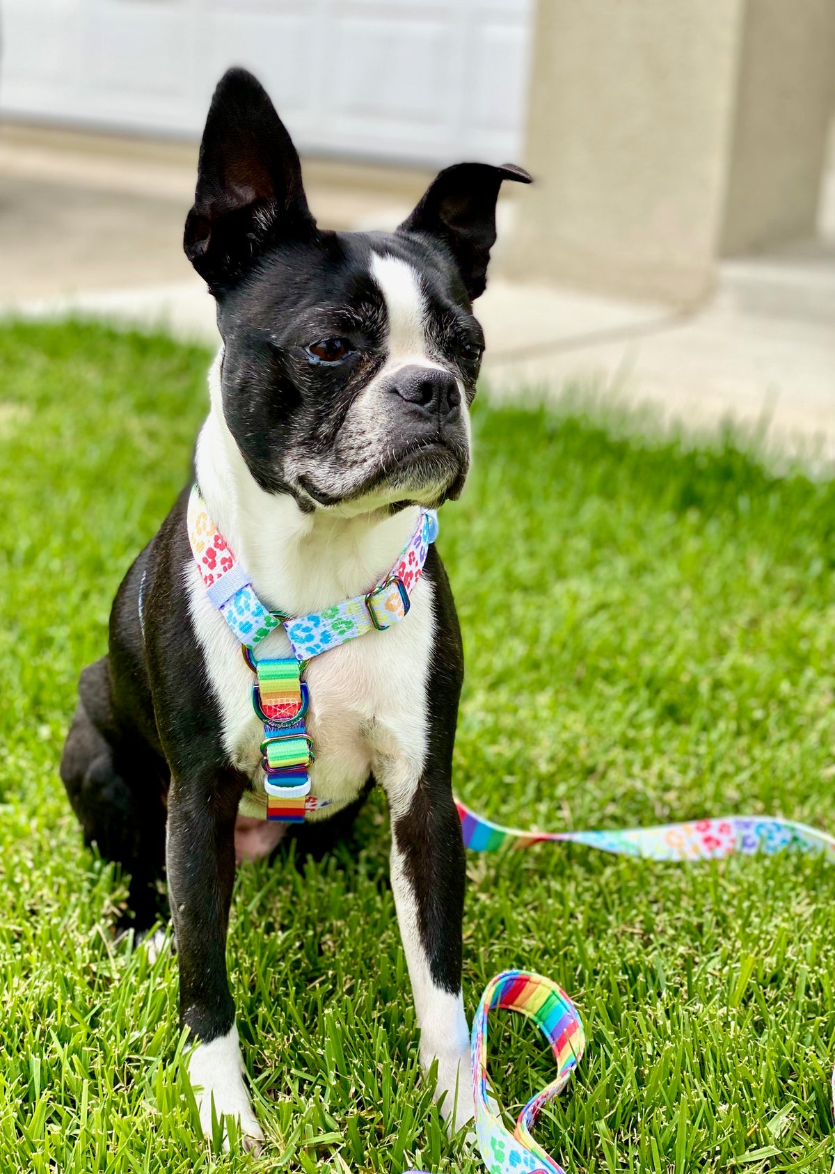 Frenchiestore Adjustable Pet Health Strap Harness | Pride, Frenchie Dog, French Bulldog pet products