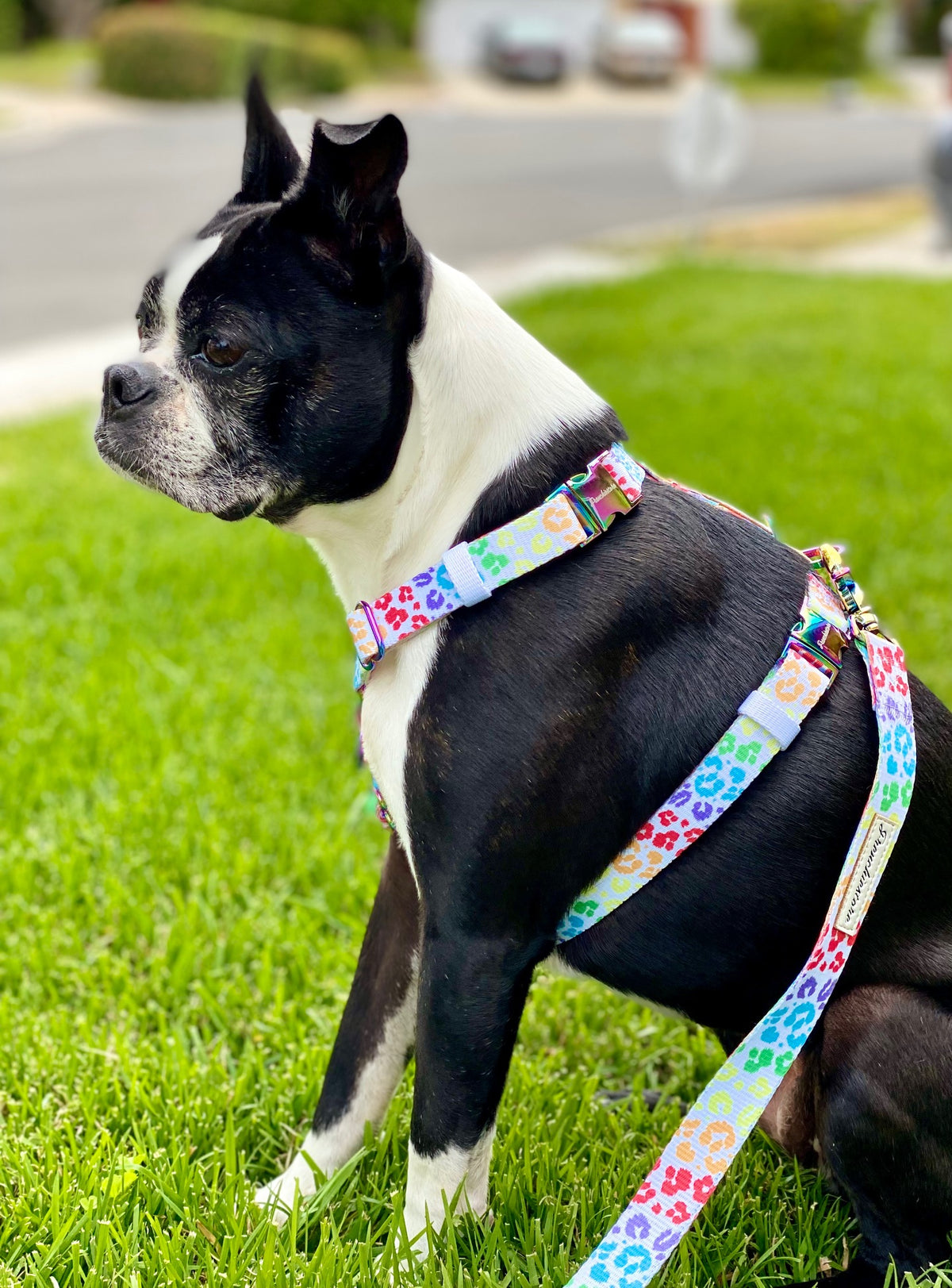 Frenchiestore Adjustable Pet Health Strap Harness | Pride, Frenchie Dog, French Bulldog pet products