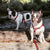 Arnés con correa ajustable para la salud de las mascotas de Frenchiestore | Productos para mascotas Red Buffalo Plaid, Frenchie Dog, French Bulldog