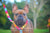 Correa de lujo Frenchiestore | Productos para mascotas California Dreamin ', Frenchie Dog, French Bulldog