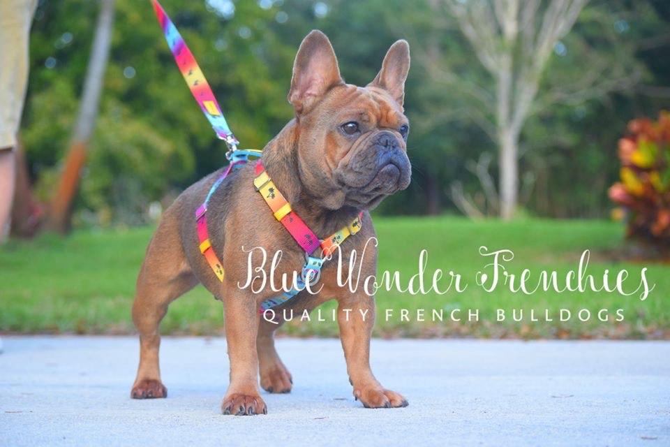 Frenchiestore Luxury Leash | California Dreamin&#39;, Frenchie Dog, French Bulldog pet products