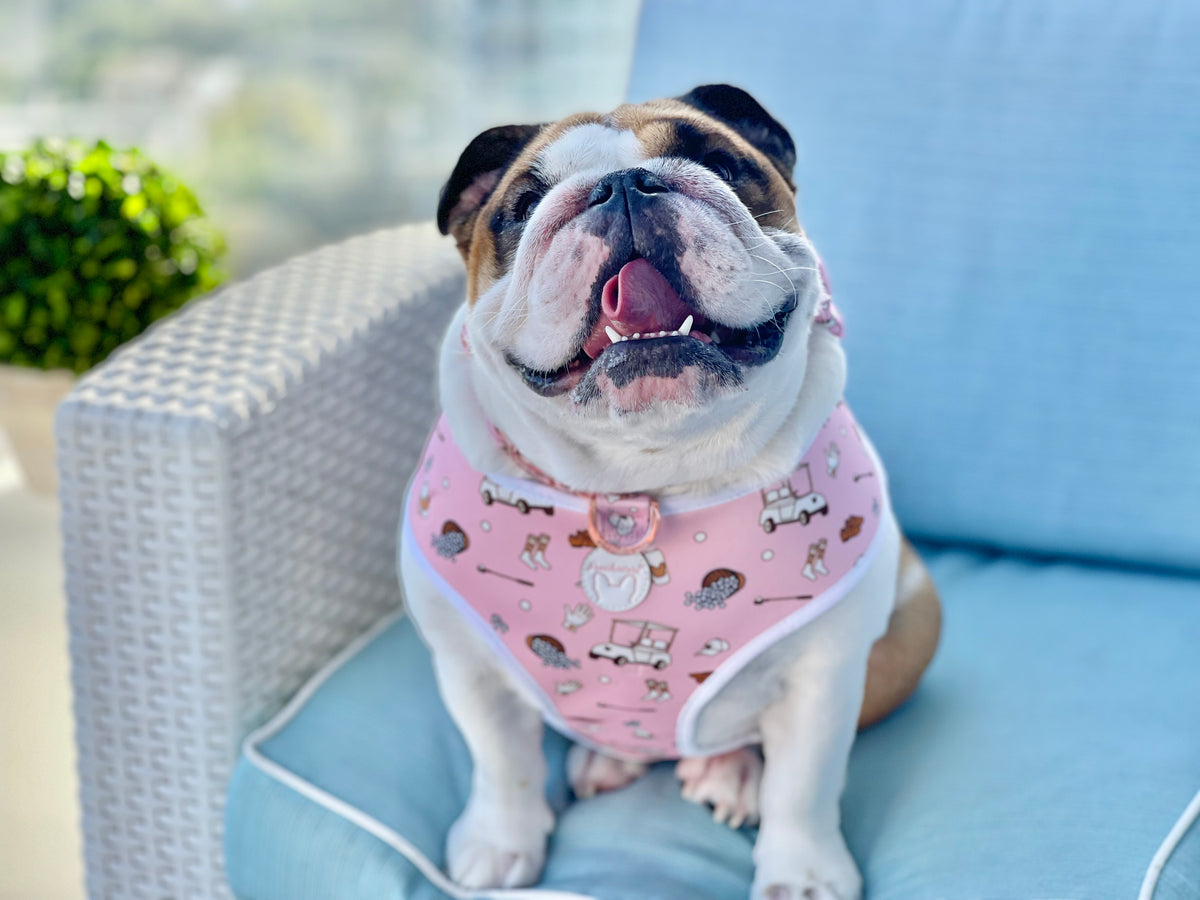 Golf Bundle | Frenchiestore, Frenchie Dog, French Bulldog pet products