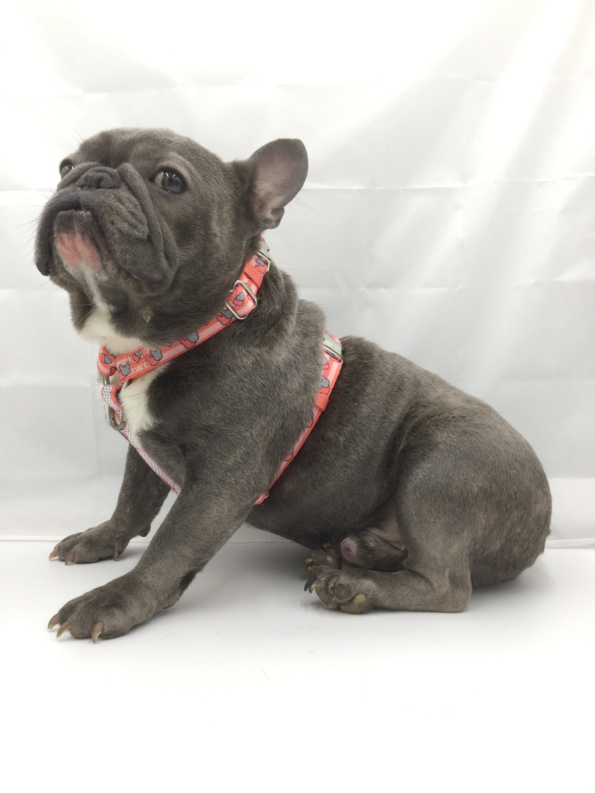 Love Frenchie - French Bulldog Harnesses & Accessories – Love