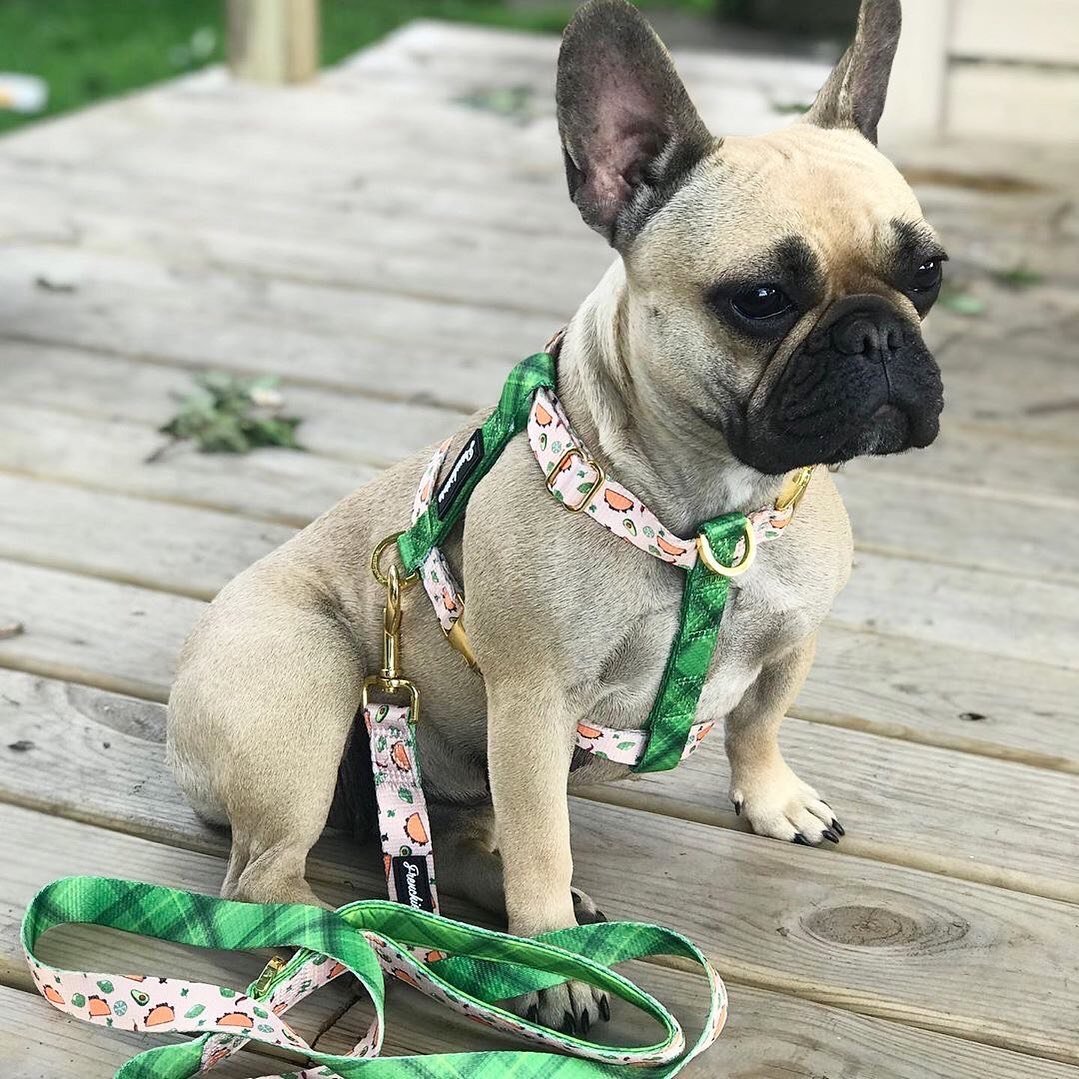 Frenchiestore Dog Luxury Leash | Taco bout it, Frenchie Dog, French Bulldog pet products