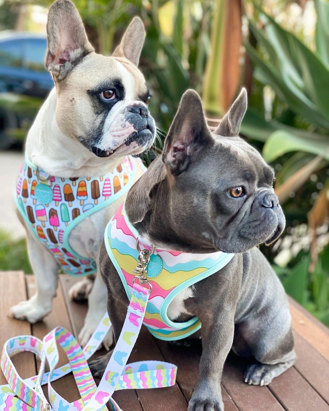 Pettorina reversibile per la salute del cane Frenchiestore | Gelato