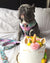 Guinzaglio di lusso per cani Frenchiestore | UniPup, Frenchie Dog, prodotti per animali domestici Bulldog francese