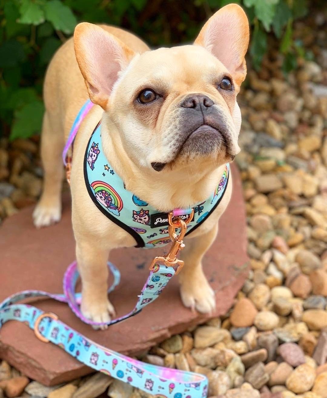 Budget Luxury Pet Products:  Finds - Frenchies by the Sea: Pet  Supplies & Lifestyle Reviews #luxurypets #petAccessories #lux… in 2023