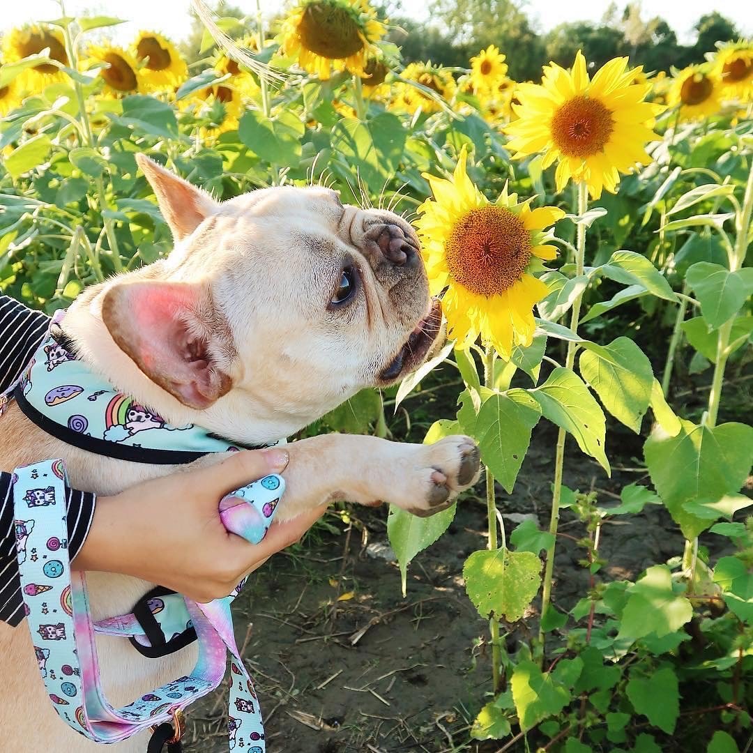 Frenchiestore Dog Luxury Leash | UniPup, Frenchie Dog, French Bulldog pet products