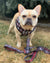 Correa para perros de lujo Frenchiestore | Productos para mascotas Tartan, Frenchie Dog, French Bulldog