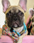 Frenchiestore Breakaway Hundehalsband | Frenchie Love in Teal, Frenchie Dog, French Bulldog Haustierprodukte