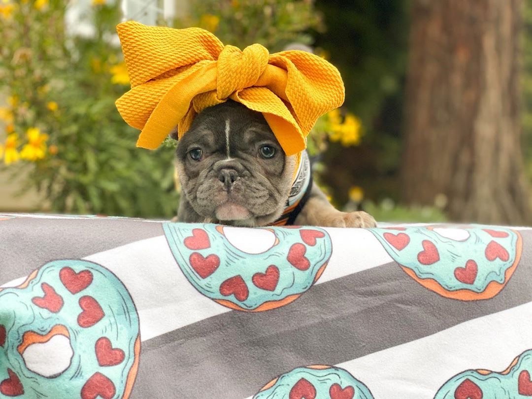 Frenchie Blanket | Frenchiestore | Frenchie Donuts