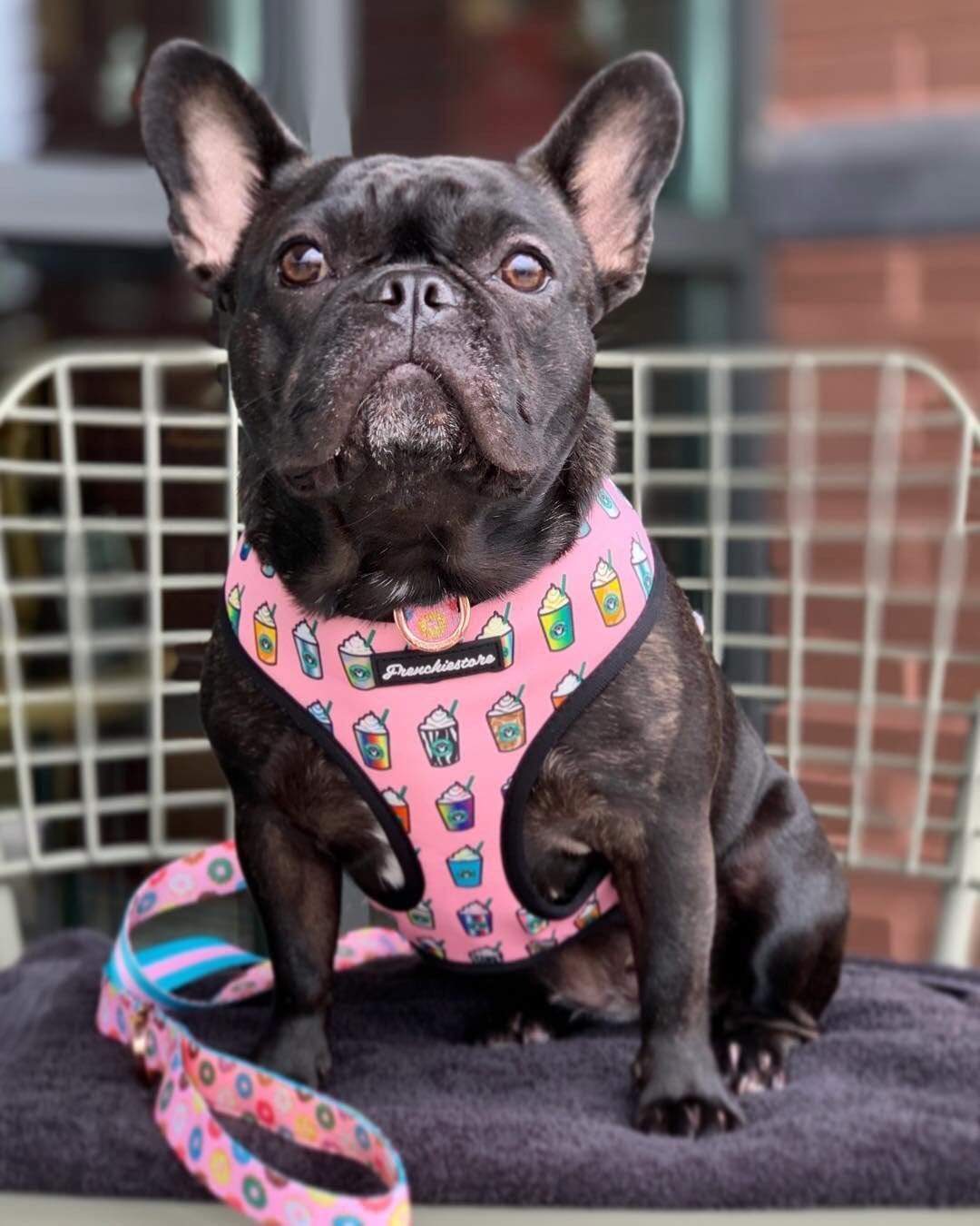Frenchiestore Reversible Dog Health Harness | Pink StarPup, Size: Small