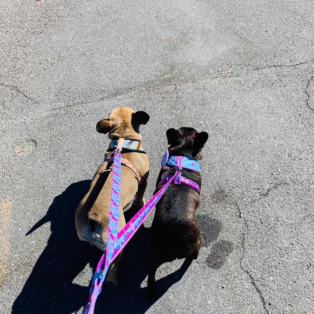 Frenchiestore Multiple Configurations Health Leash | Mermazing, Frenchie Dog, French Bulldog pet products