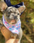 Bandana rinfrescante per cani Frenchiestore | Conchiglie, Frenchie Dog, prodotti per animali domestici Bulldog francese