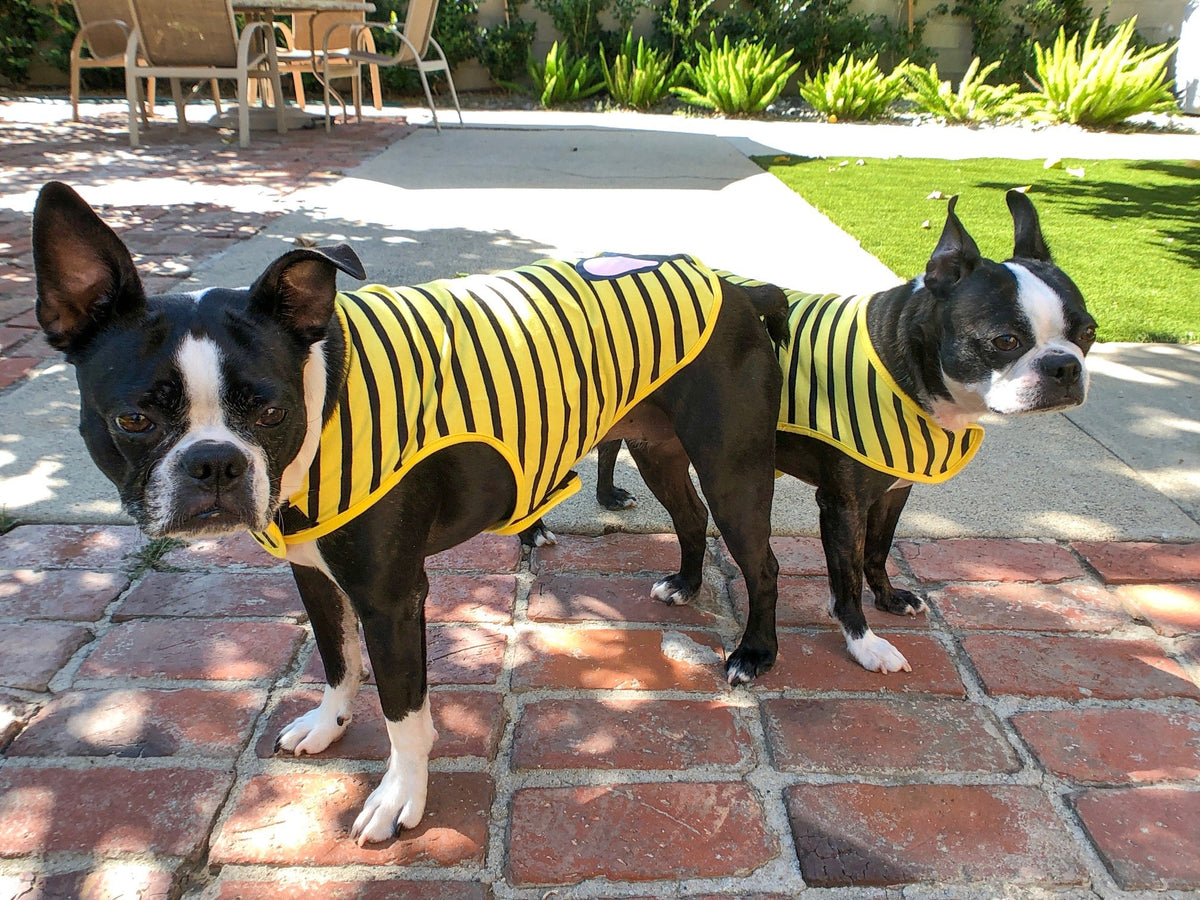 Frenchie Shirt | Frenchiestore | Black French Bulldog in Bumblebee, Frenchie Dog, French Bulldog pet products