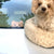 Yorkie chien autocollant | Frenchiestore | Autocollant de voiture Yorkshire Terrier, chien Frenchie, produits pour animaux de compagnie bouledogue français